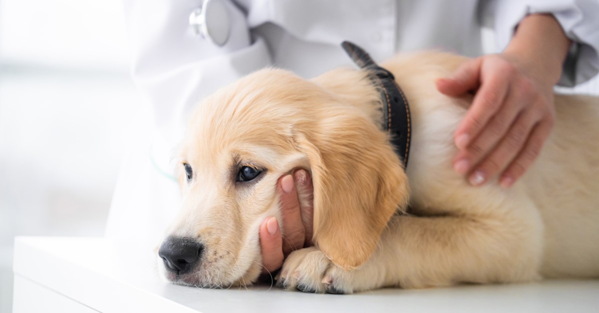 What You Need to Know About the Mystery Dog Illness